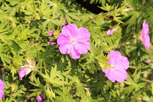 Fototapeta Naklejka Na Ścianę i Meble -  Bloody Cranes Bill (Geranium Sanguineum) in Innsbruck
