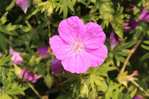 Fototapeta Naklejka Na Ścianę i Meble -  Bloody Cranes Bill (Geranium Sanguineum) in Innsbruck