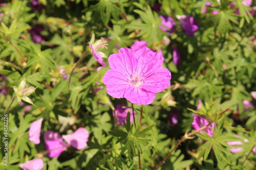 Fototapeta Naklejka Na Ścianę i Meble -  Bloody Cranes Bill (Geranium Sanguineum) in Innsbruck