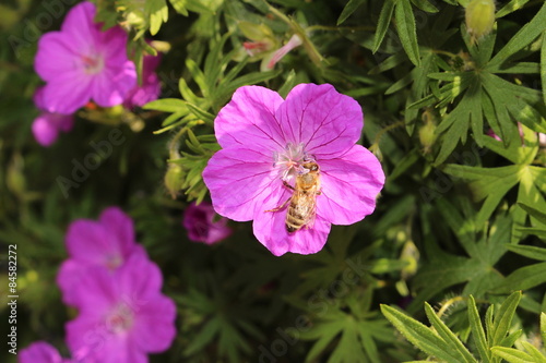 Fototapeta Naklejka Na Ścianę i Meble -  Bloody Cranes Bill (Geranium Sanguineum) in Innsbruck