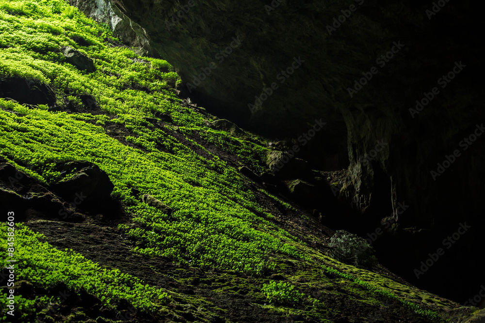 Obraz premium Mit Klee bewachsene Felsen in Höhle