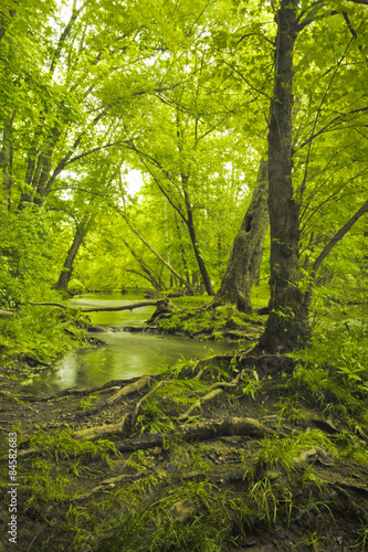 Fototapeta Naklejka Na Ścianę i Meble -  Magical Forest Swamp