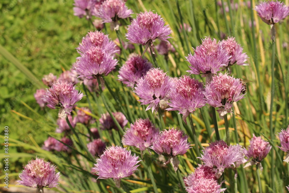 Chives flowers (Allium Schoenoprasum) in Innsbruck Chives flowers (Allium Schoenoprasum) in Innsbruck