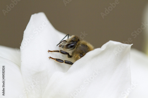 Fototapeta Naklejka Na Ścianę i Meble -  Honey Bee on a Gardenia