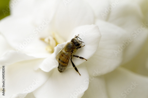Honey Bee on a Gardenia
