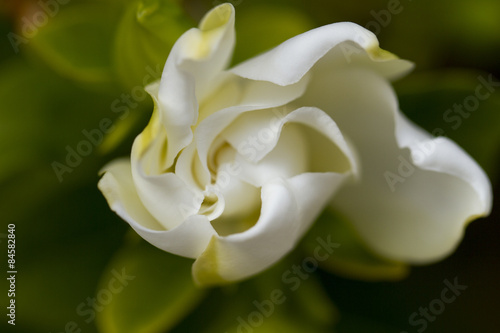 Soft Gardenia