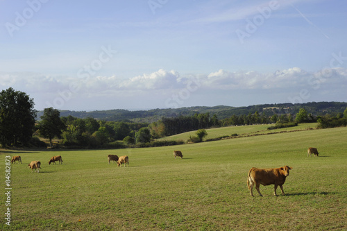 Paysage à Vaches Limousines dans le département du Tarn et Garonne en région Occitanie, France