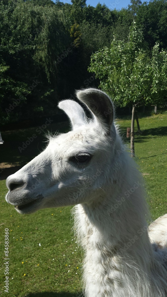 Obraz premium Kopf eines Lamas auf der Weide