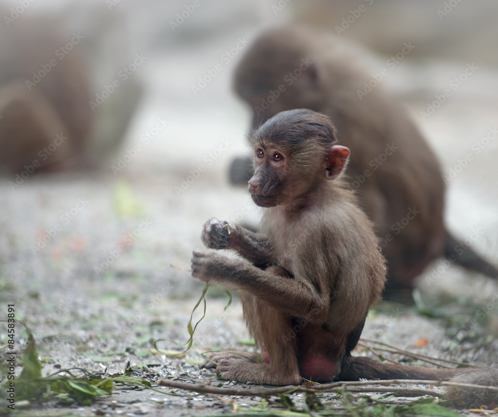 Fototapeta premium Baby Hamadryas baboon sitting with sad expression