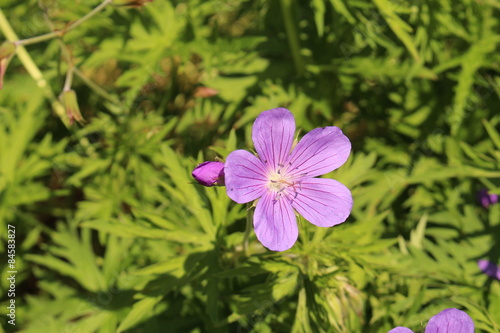 Fototapeta Naklejka Na Ścianę i Meble -  Cranesbill flowers (Geranium Nimbus) in Innsbruck