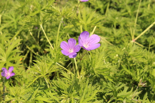 Fototapeta Naklejka Na Ścianę i Meble -  Cranesbill flowers (Geranium Nimbus) in Innsbruck