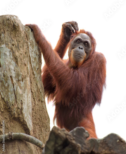 Adult orangutan scratching its head isolated on white photo