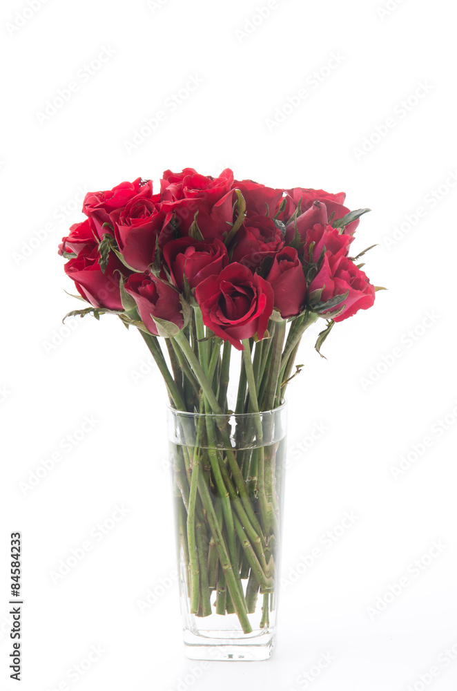 Obraz premium red rose