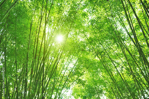 Fototapeta Naklejka Na Ścianę i Meble -  Bamboo forest and sun light