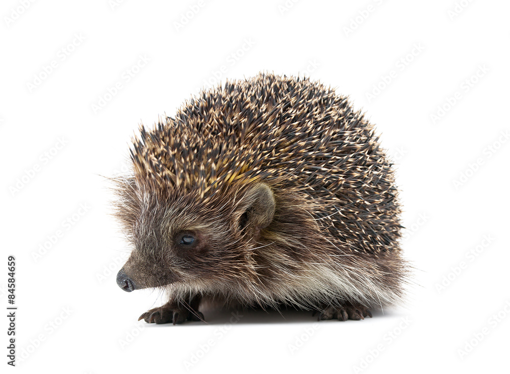 little hedgehog isolated on white background close up little hedgehog isolated on white background close up