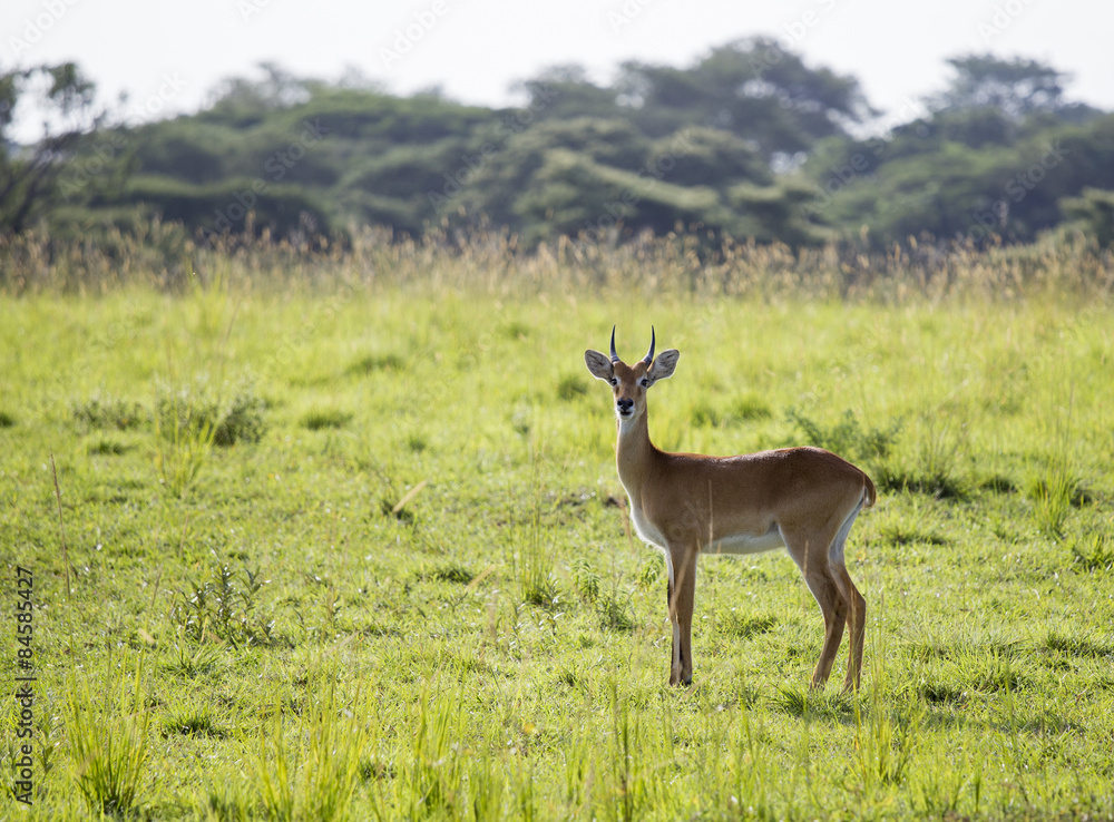 Fototapeta premium A lonely impala at the Murchison Falls National Park in Uganda, Africa