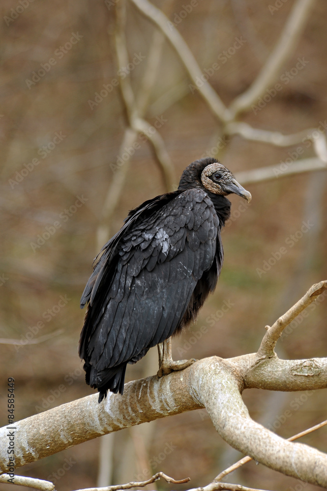 Obraz premium American Black Vulture on tree limb