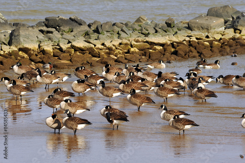 Flock of Geese on beach in Winter