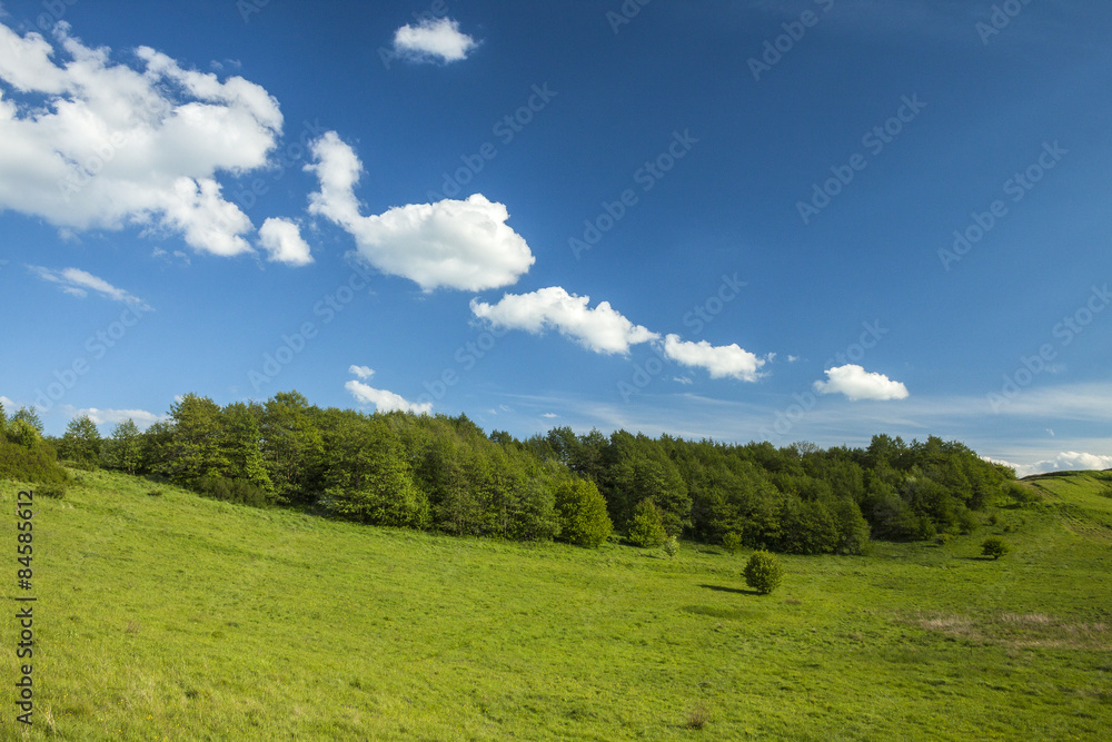 MEADOW WITH TREES