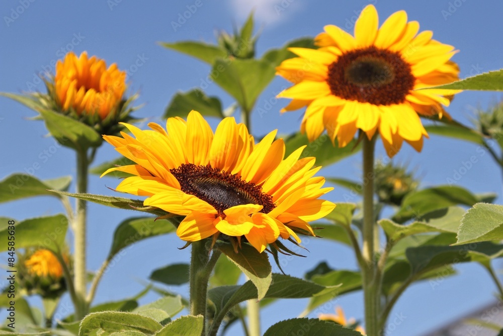 Fototapeta premium Sonnenblumen