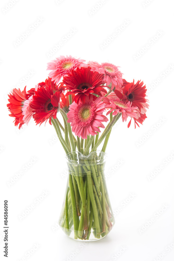 pink and red gerbera