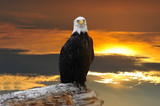 Alaskan Bald Eagle at sunset