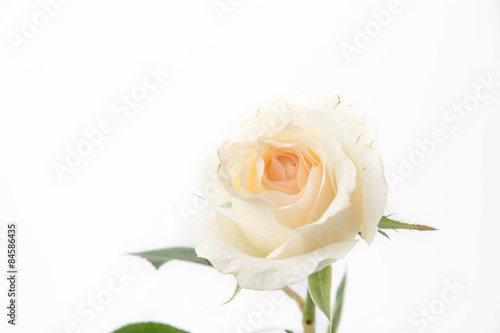 white rose