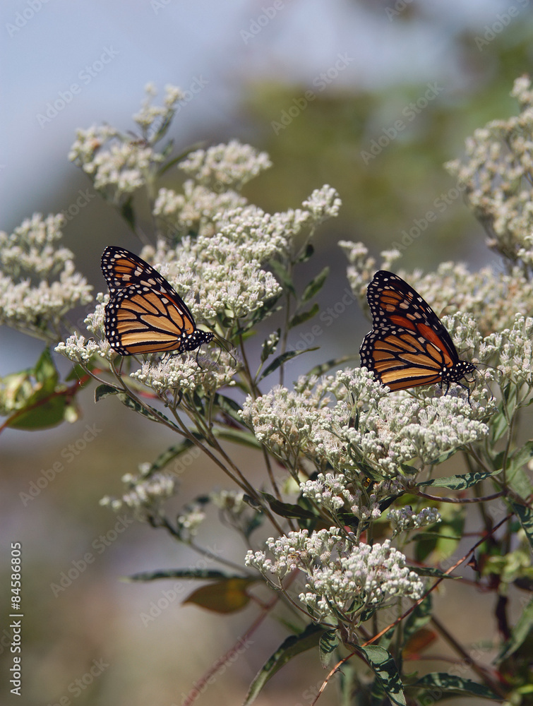 Fototapeta premium Monarch Butterflies on Milkweed