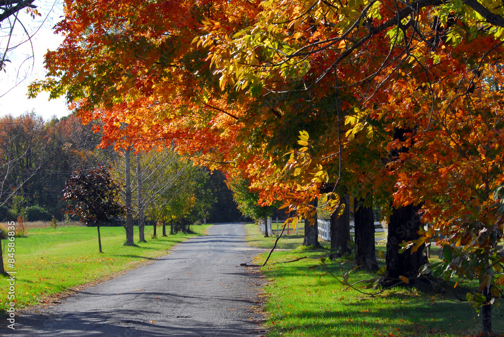 Naklejka premium Autumn trees on a country road landscape