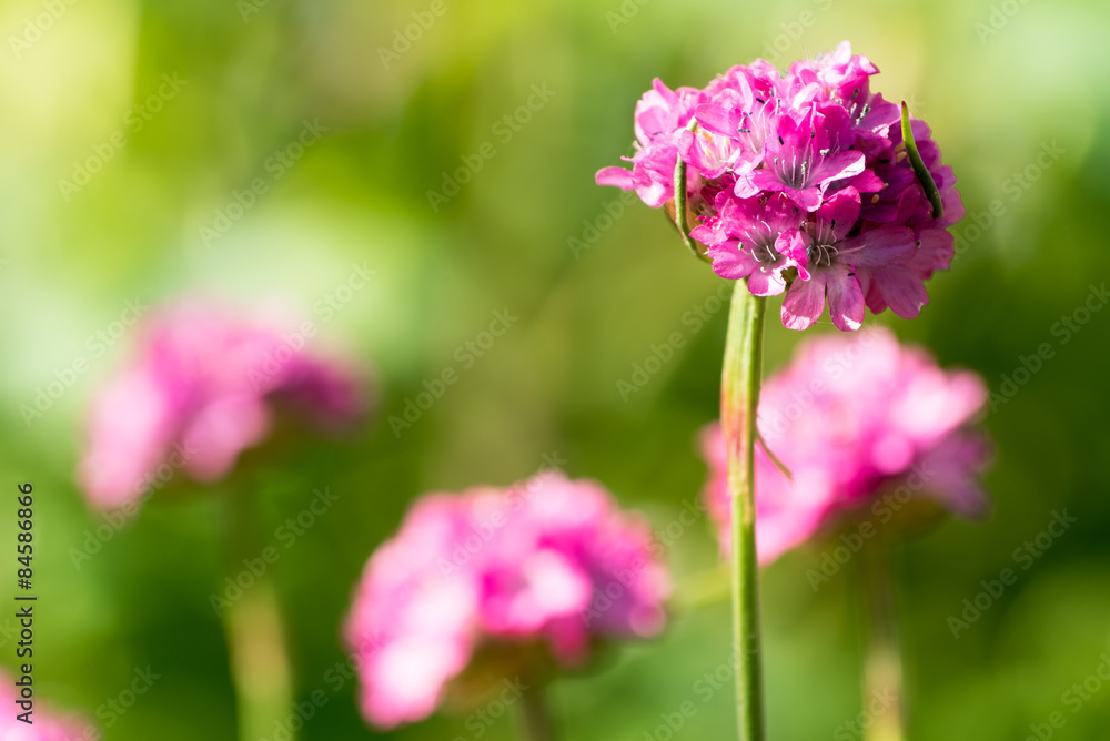 rosa Blüten mit grünem Hintergrund rosa Blüten mit grünem Hintergrund
