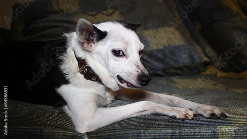 Old dog bares his teeth/The little black and white dog is angry, bares his teeth and growls