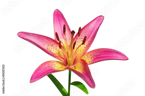 Fototapeta Naklejka Na Ścianę i Meble -  Pink lily on white background