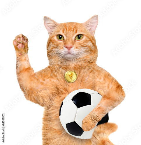 Cat with a white soccer ball. Isolated on the white.