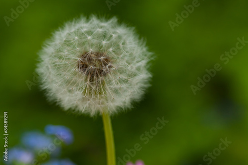 blow ball - Pusteblume, Frühlingsstrauß selbstgepflückt, Fond, Hintergrund