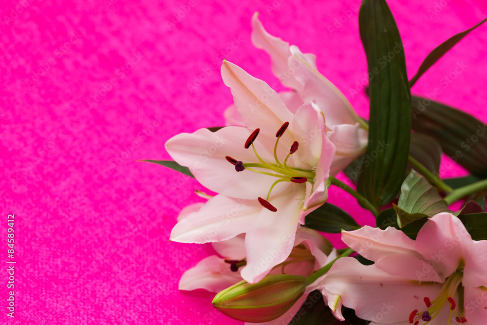 birthday flowers - pink - Geburtstagsblumen, Fond, Hintergrund