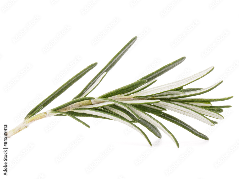 rosemary herb spice leaves isolated on white background cutout rosemary herb spice leaves isolated on white background cutout