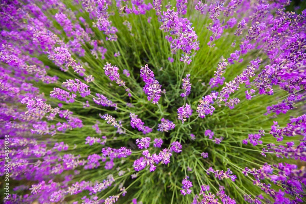 Fototapeta premium Lavender, Flower, Lavender Coloured.