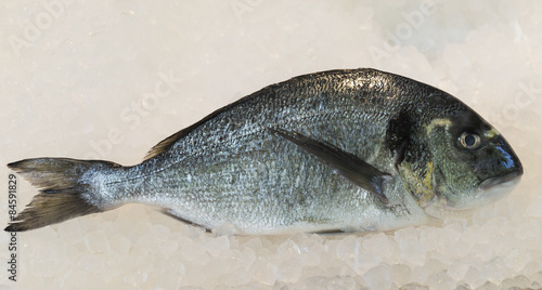 sea bream