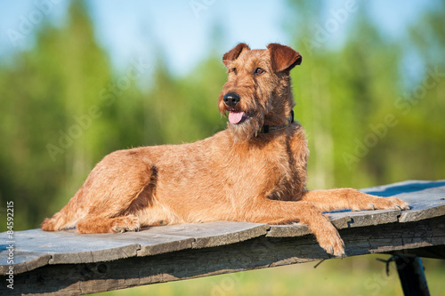Valokuva Irish terrier dog posing on the wooden bridge