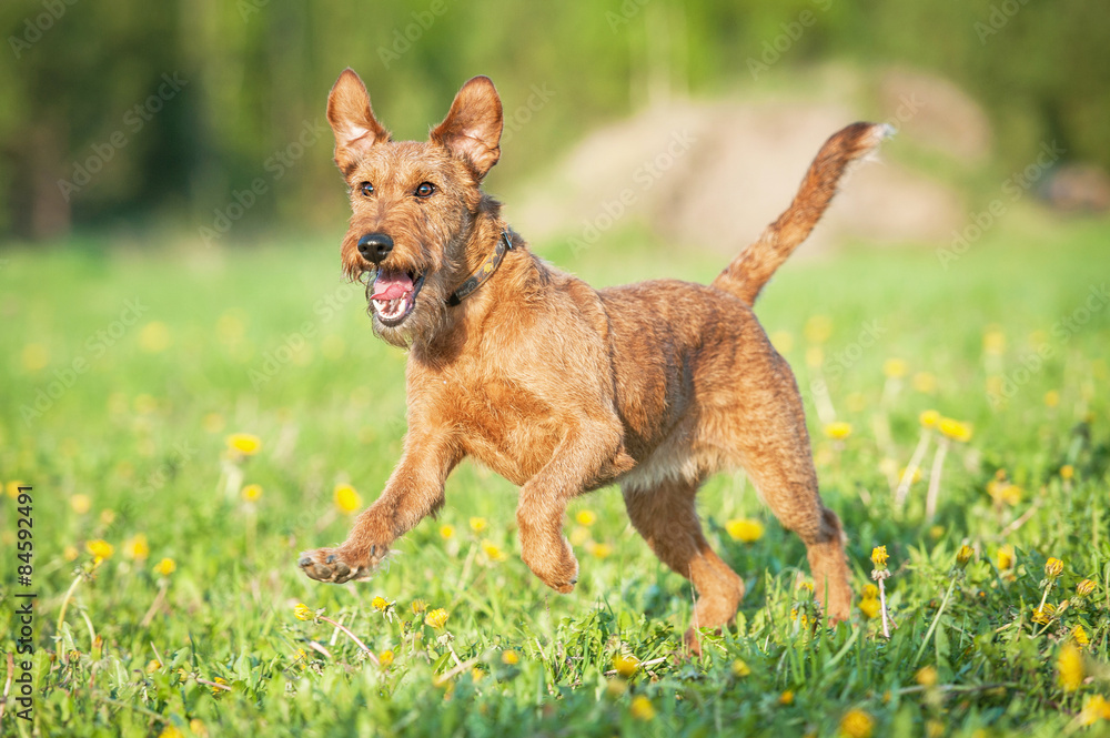 Irish terrier dog running - obrazy, fototapety, plakaty 