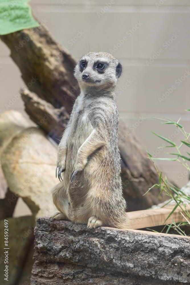 Fototapeta premium Meerkat