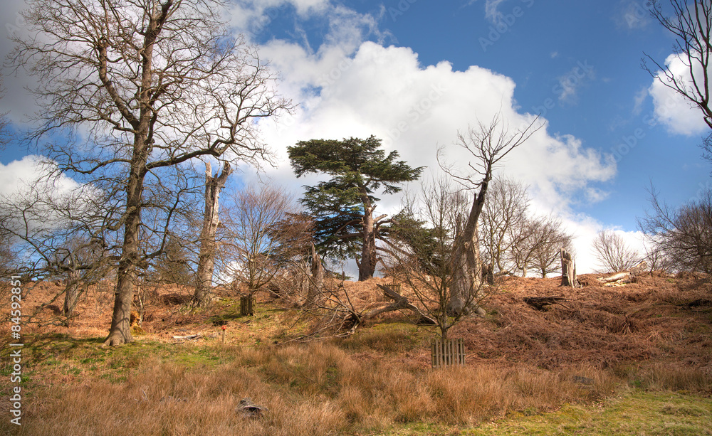 Obraz premium English spring forest forest