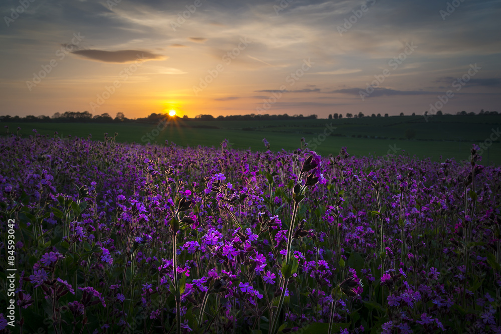 Field of Red Campion at Sunset