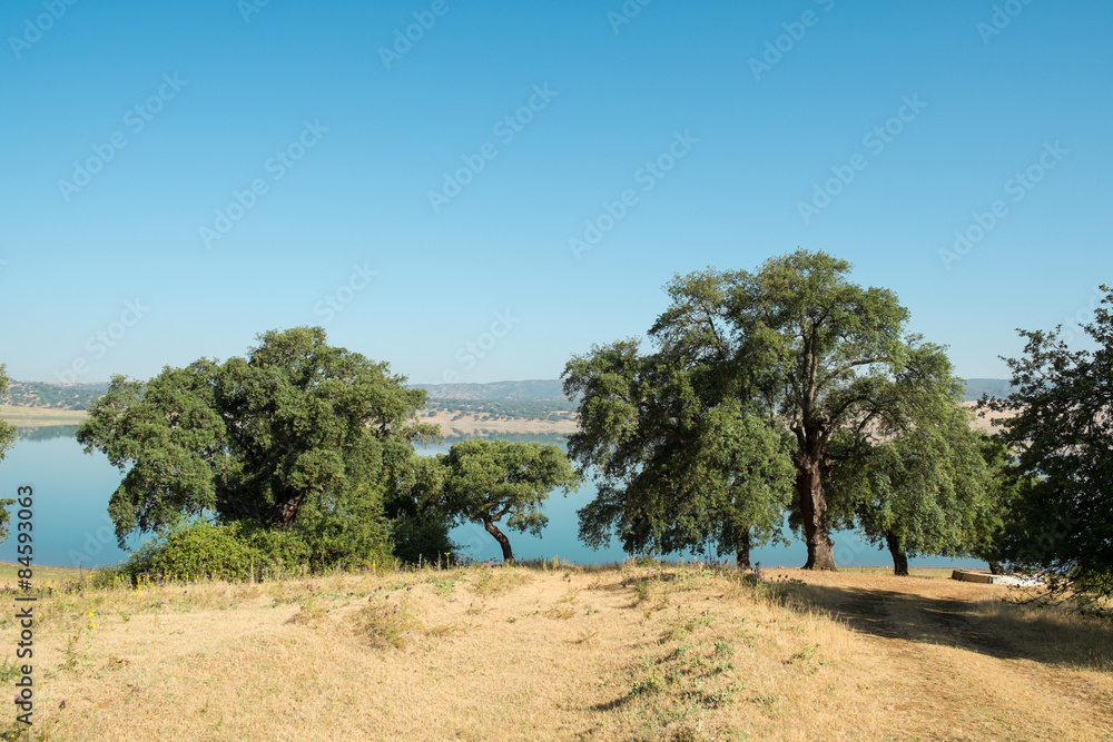 Fototapeta premium Cork oakt trees