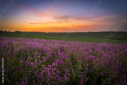 Field of Red Campion at Sunset © allouphoto