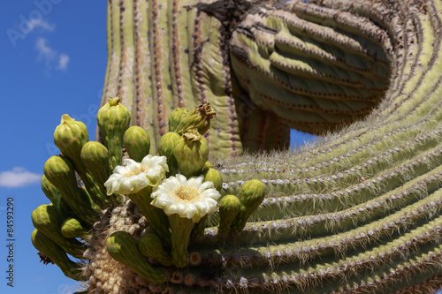 Close up of Saguaro Cactus blooming with blue sky background
