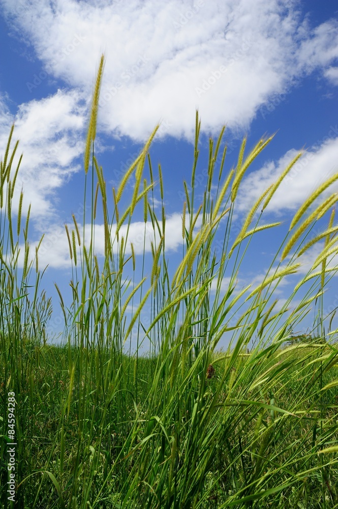 Green ears under blue and cloudy sky spring time Green ears under blue and cloudy sky spring time