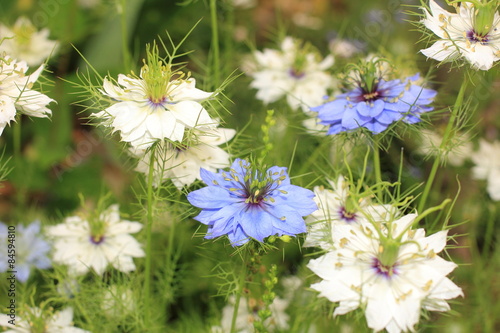 Fototapeta Naklejka Na Ścianę i Meble -  Nigella flower 
