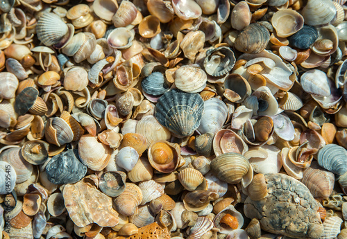 seashell background