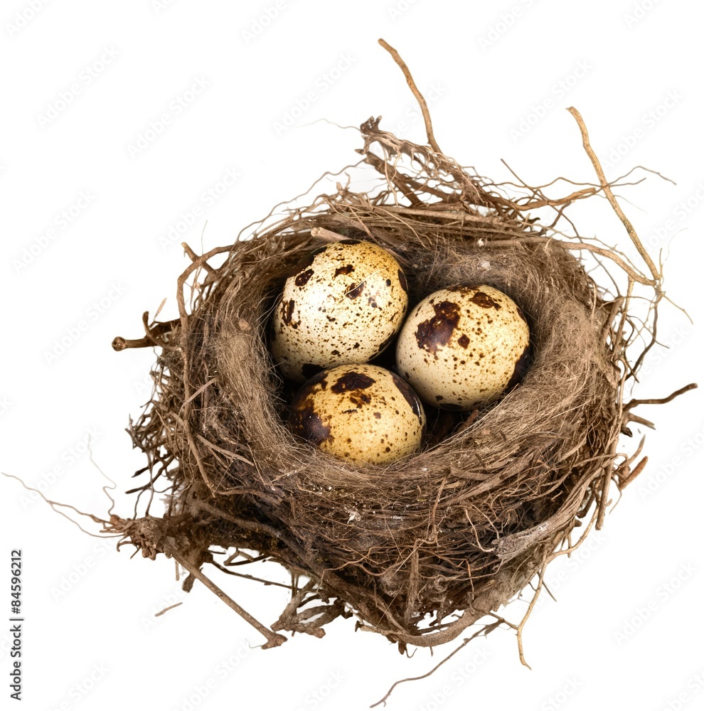 Obraz premium Eggs, Animal Nest, Nest Egg.
